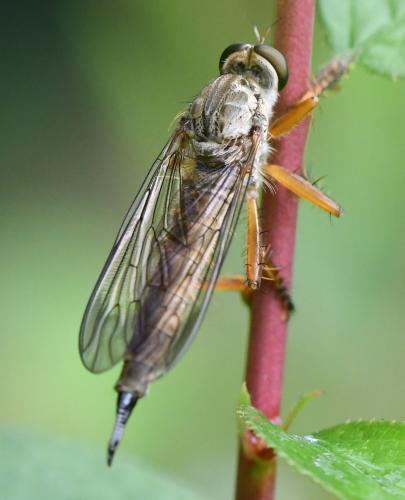 Aneomochtherus flavicornis